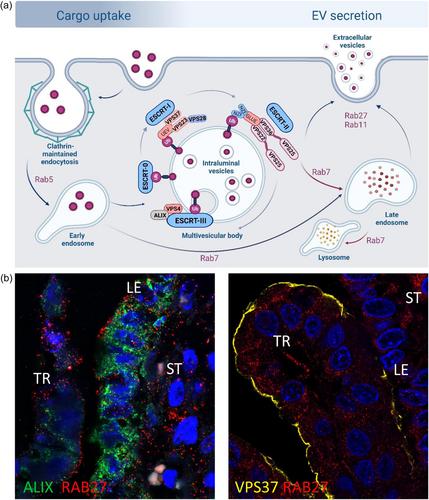 Extracellular vesicles: Focus on peri-implantation period of pregnancy in pigs