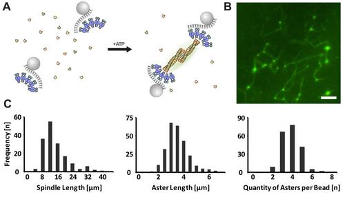 Engineering a Synthetic RNA Segregation System