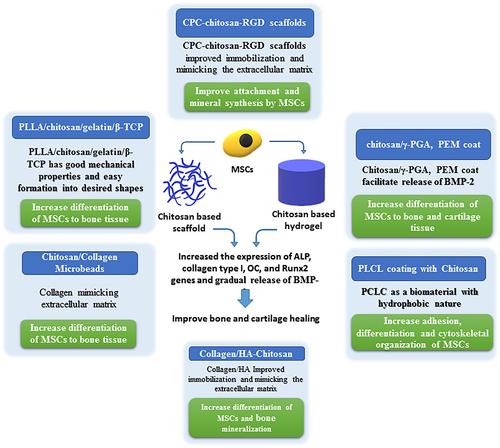 Synergistic effects of 3D chitosan-based hybrid scaffolds and mesenchymal stem cells in orthopaedic tissue engineering