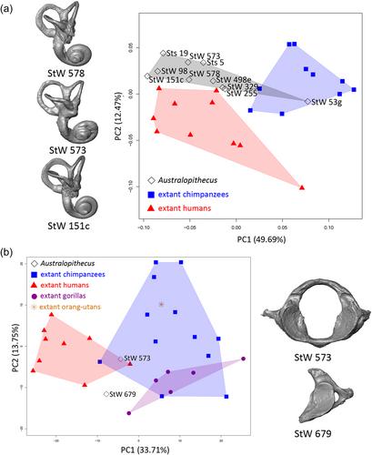 The Australopithecus assemblage from Sterkfontein Member 4 (South Africa) and the concept of variation in palaeontology