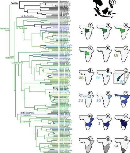 Phylogeny of the Poritiinae (Lepidoptera: Lycaenidae), butterflies with ant associations and unusual lichenivorous diets