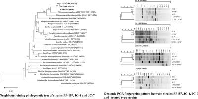 Weizmannia acidilactici sp. nov., a lactic acid producing bacterium isolated from soils