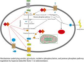 PI3K/AKT/mTOR pathway, hypoxia, and glucose metabolism: Potential targets to overcome radioresistance in small cell lung cancer