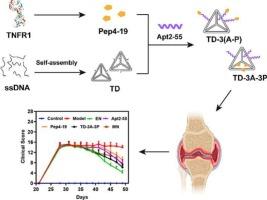 Dual-targeting inhibition of TNFR1 for alleviating rheumatoid arthritis by a novel composite nucleic acid nanodrug