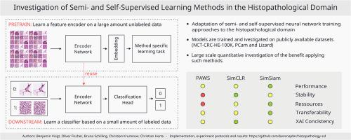 Investigation of semi- and self-supervised learning methods in the histopathological domain