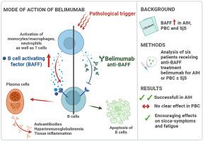 Belimumab treatment in autoimmune hepatitis and primary biliary cholangitis – a case series