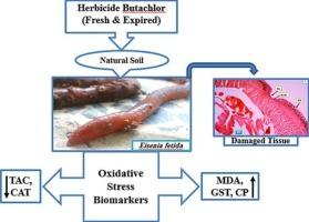 Comparative toxicity of fresh and expired butachlor to earthworms Eisenia fetida in natural soil: Biomarker responses