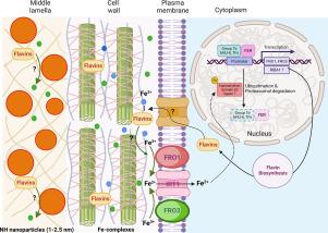 Apoplast utilisation of nanohaematite initiates parallel suppression of RIBA1 and FRO1&3 in Cucumis sativus