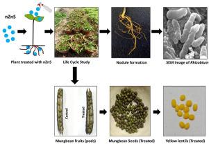 Effects of nZnS vs. nZnO and ZnCl2 on mungbean [Vigna radiata (L.) R. Wilczek] plant and Bradyrhizobium symbiosis: A life cycle study