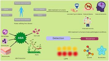 Biosensors for phytohormone Abscisic acid and its role in humans: A review