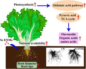 Selenium nanomaterials improve the quality of lettuce (Lactuca sativa L.) by modulating root growth, nutrient availability, and photosynthesis