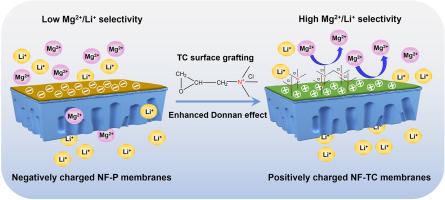 Positively charged nanofiltration membranes for efficient Mg2+/Li+ separation from high Mg2+/Li+ ratio brine