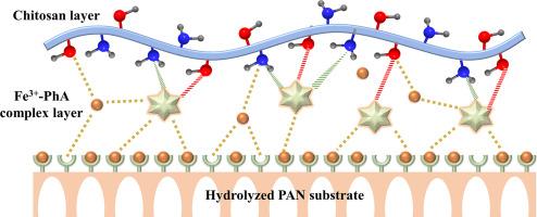 TFC membrane with in-situ crosslinked ultrathin chitosan layer for efficient water/ethanol separation enabled by multiple supramolecular interactions