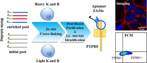 Generation of an Aptamer Targeting Receptor-Type Tyrosine-Protein Phosphatase F