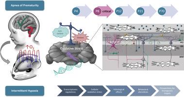 Apnea of prematurity induces short and long-term development-related transcriptional changes in the murine cerebellum