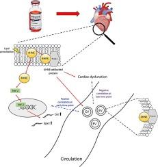 Potential roles of 4HNE-adducted protein in serum extracellular vesicles as an early indicator of oxidative response against doxorubicin-induced cardiomyopathy in rats