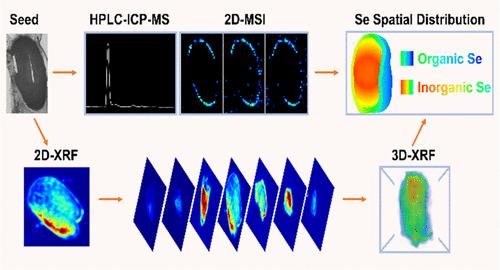 Spatial Metallomics Reveals Preferable Accumulation of Methylated Selenium in a Single Seed of the Hyperaccumulator Cardamine violifolia†