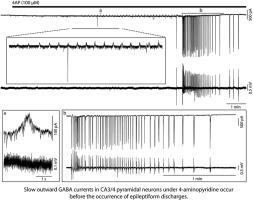 GABAB receptor outward currents are transiently disclosed by the convulsant 4-aminopyridine in vitro