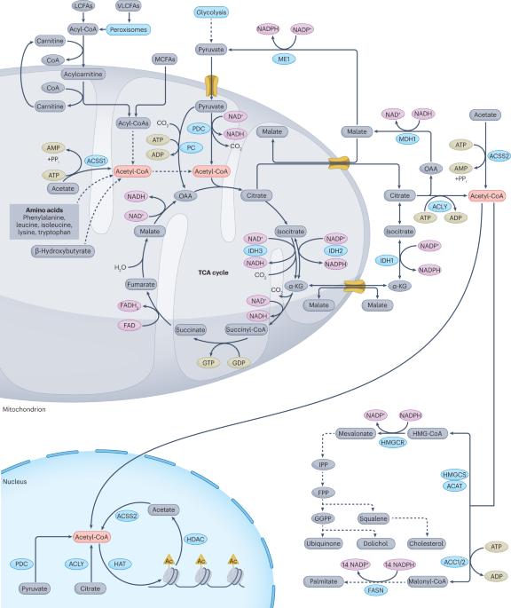 Acetyl-CoA metabolism in cancer