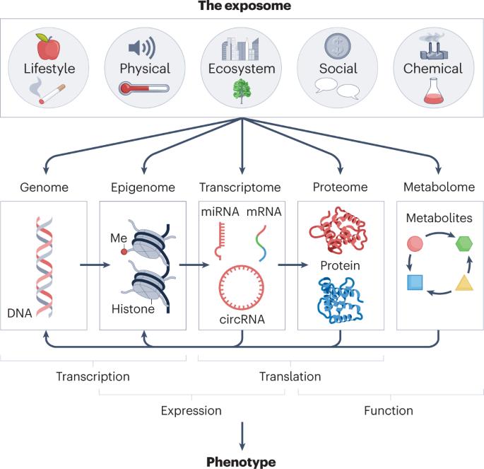 Molecular mechanisms of environmental exposures and human disease