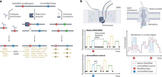 Navigating the pitfalls of mapping DNA and RNA modifications