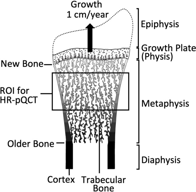 Recommendations for High-resolution Peripheral Quantitative Computed Tomography Assessment of Bone Density, Microarchitecture, and Strength in Pediatric Populations.