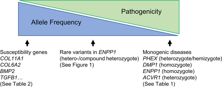 Genetics of Diffuse Idiopathic Skeletal Hyperostosis and Ossification of the Spinal Ligaments.