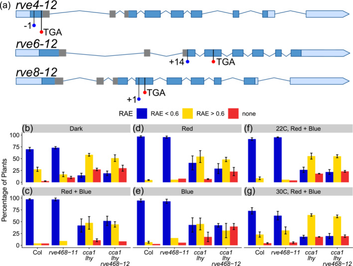 Myb-like transcription factors have epistatic effects on circadian clock function but additive effects on plant growth.