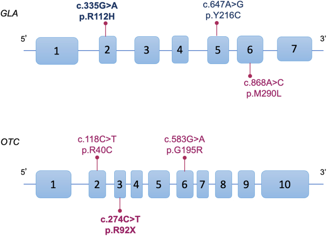 Phenotypes of undiagnosed adults with actionable <i>OTC</i> and <i>GLA</i> variants.