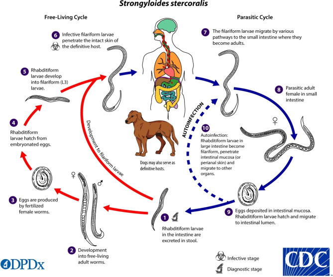 Strongyloides hyperinfection syndrome precipitated by immunosuppressive therapy for rheumatoid arthritis and COVID-19 pneumonia.