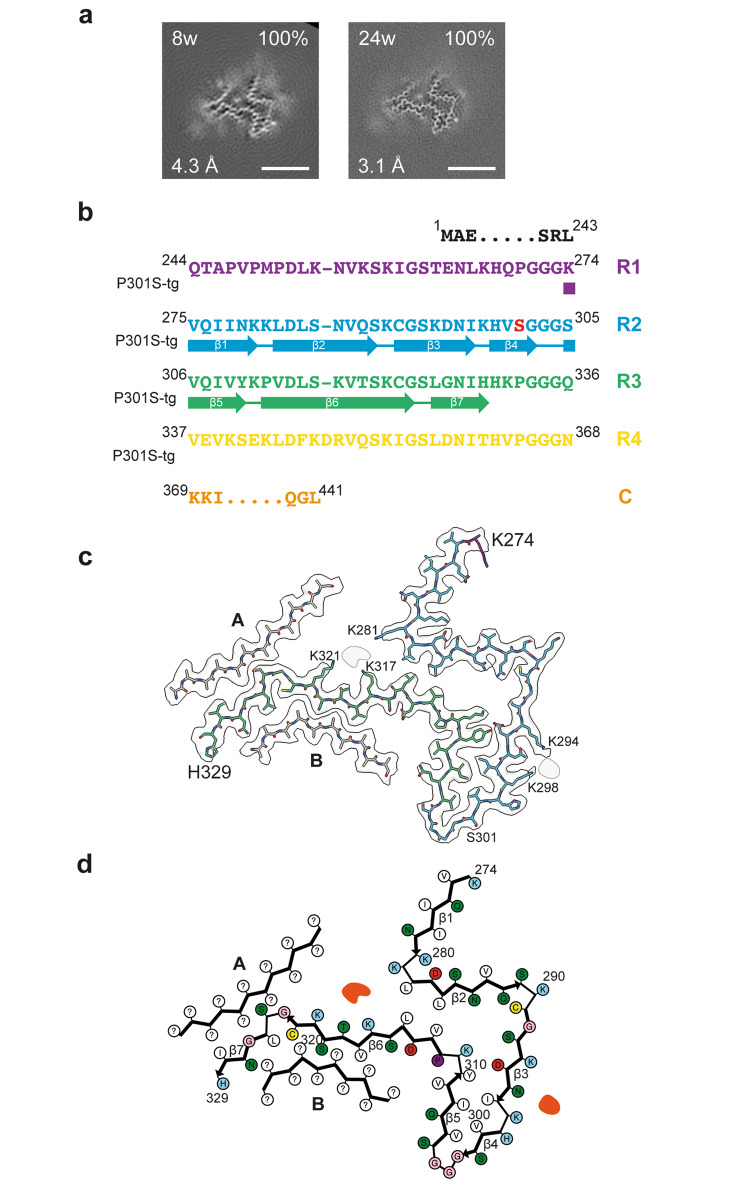 Cryo-EM structures of tau filaments from the brains of mice transgenic for human mutant P301S Tau.