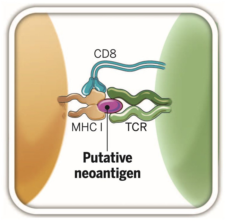 Groundwork for AI: Enforcing a benchmark for neoantigen prediction in personalized cancer immunotherapy.