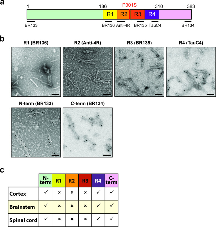 Cryo-EM structures of tau filaments from the brains of mice transgenic for human mutant P301S Tau.