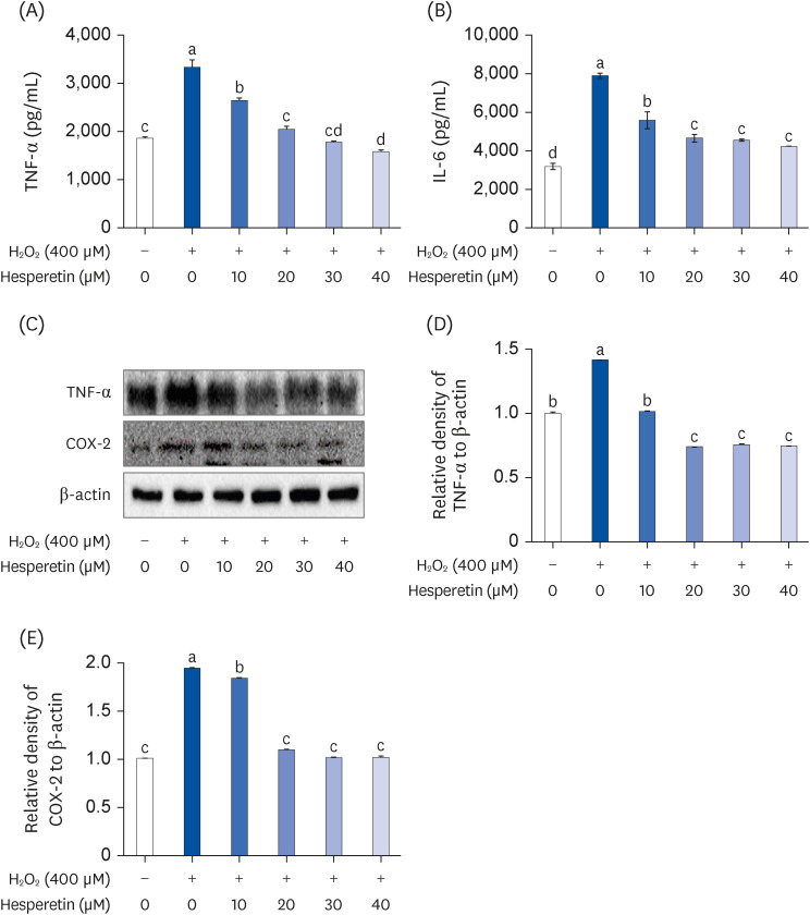 Neuroprotective effects of hesperetin on H<sub>2</sub>O<sub>2</sub>-induced damage in neuroblastoma SH-SY5Y cells.