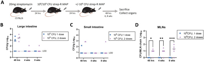 Establishment of persistent enteric mycobacterial infection following streptomycin pre-treatment.