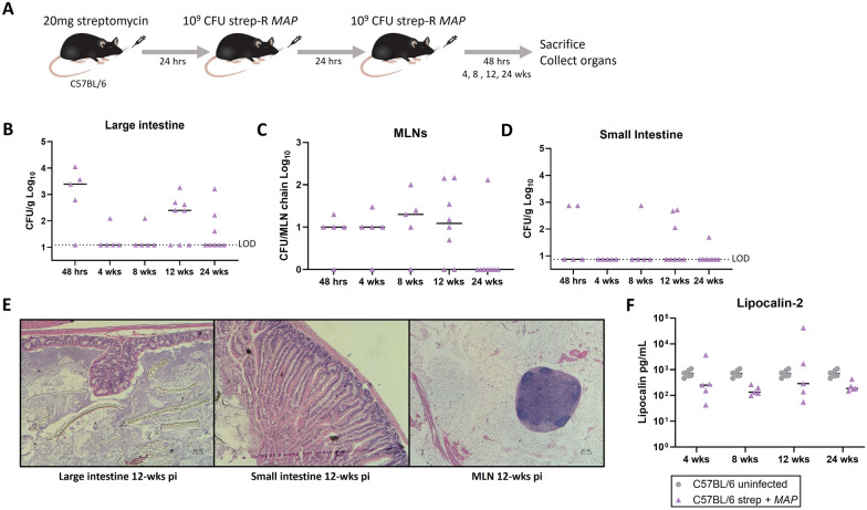 Establishment of persistent enteric mycobacterial infection following streptomycin pre-treatment.