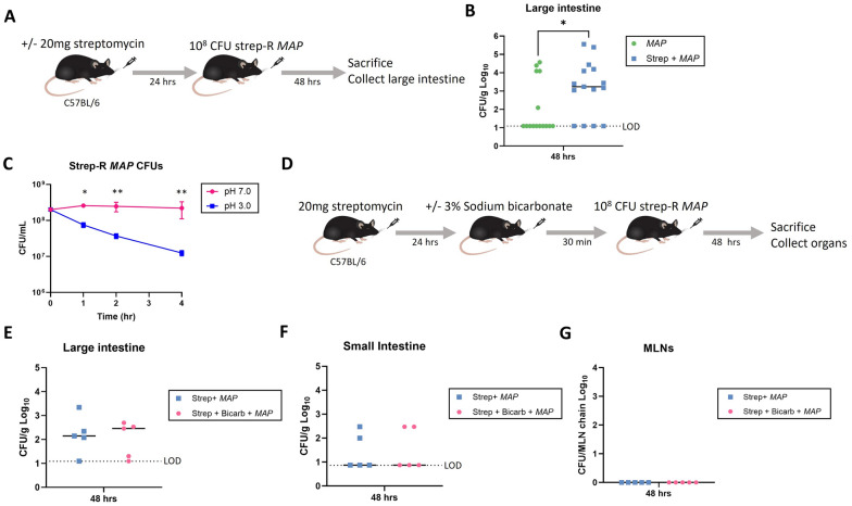 Establishment of persistent enteric mycobacterial infection following streptomycin pre-treatment.