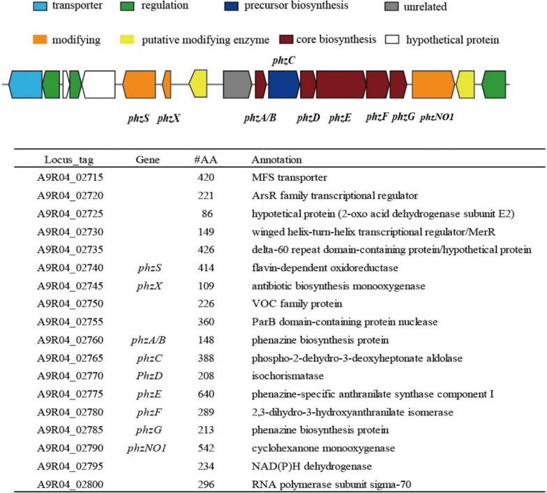 Cytotoxic phenazine and antiallergic phenoxazine alkaloids from an arctic Nocardiopsis dassonvillei SCSIO 502F