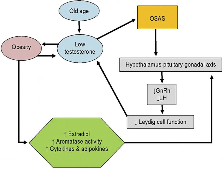 The complex relation between obstructive sleep apnoea syndrome, hypogonadism and testosterone replacement therapy.