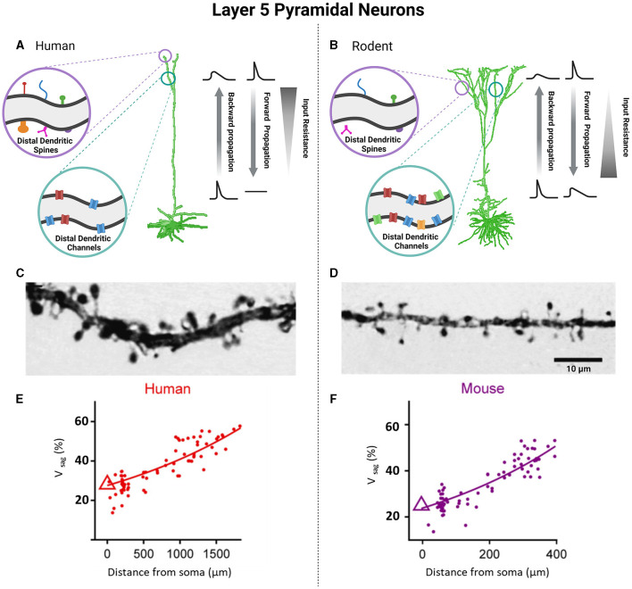 Distinctive biophysical features of human cell-types: insights from studies of neurosurgically resected brain tissue.