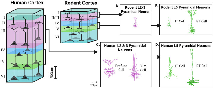 Distinctive biophysical features of human cell-types: insights from studies of neurosurgically resected brain tissue.