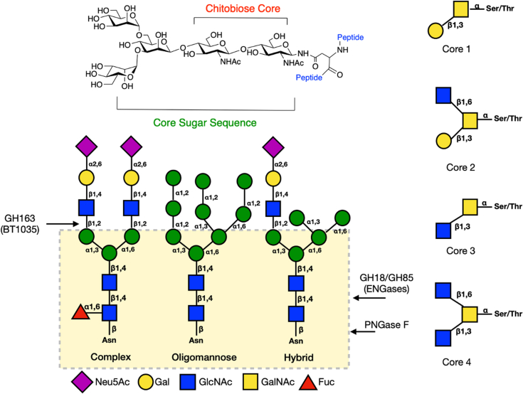 Characterization of a new family of 6-sulfo-N-acetylglucosaminidases.