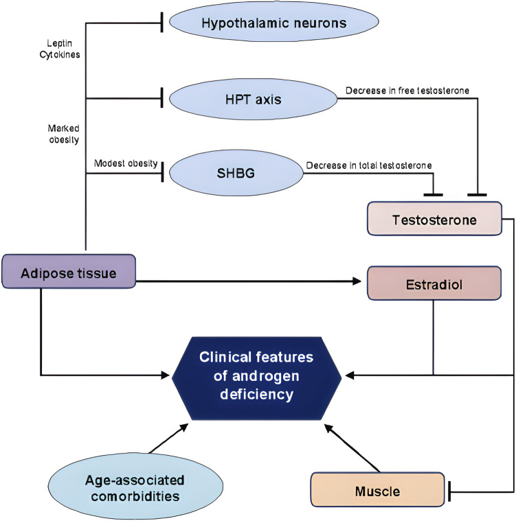 The complex relation between obstructive sleep apnoea syndrome, hypogonadism and testosterone replacement therapy.