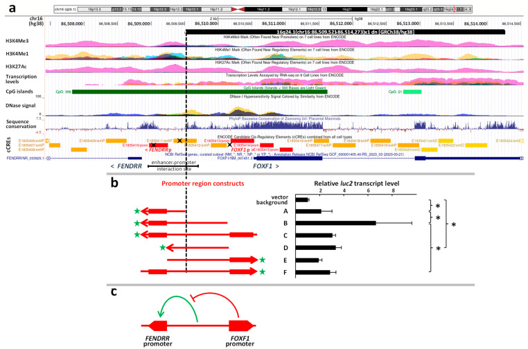 A Small De Novo CNV Deletion of the Paternal Copy of <i>FOXF1</i>, Leaving lncRNA <i>FENDRR</i> Intact, Provides Insight into Their Bidirectional Promoter Region.