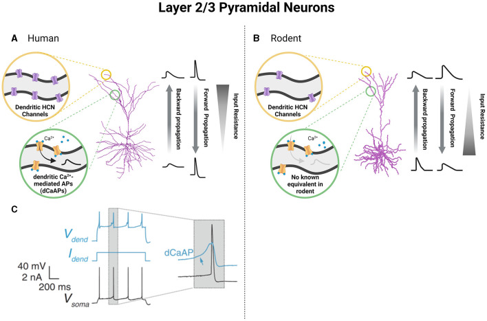 Distinctive biophysical features of human cell-types: insights from studies of neurosurgically resected brain tissue.