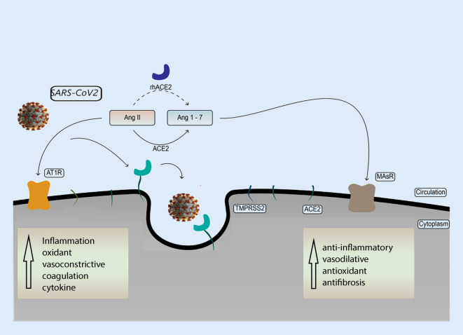 Overview of pharmacotherapy targeting COVID-19 disease based on ACE-2: current challenges and future directions.