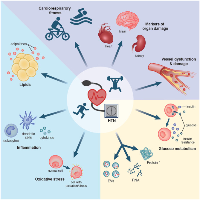 Tracking Biomarker Responses to Exercise in Hypertension.