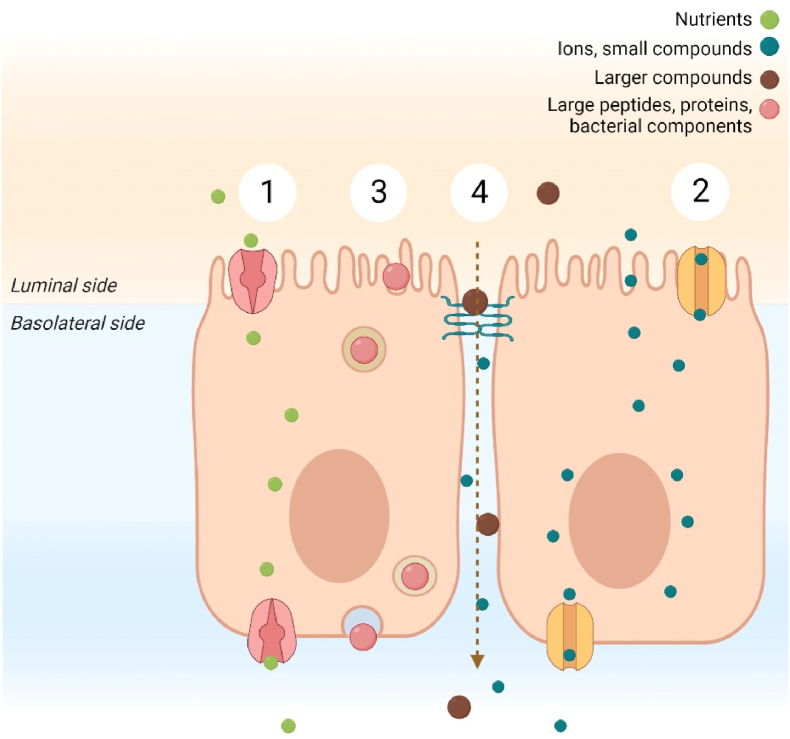 Psychosocial stress-induced intestinal permeability in healthy humans: What is the evidence?