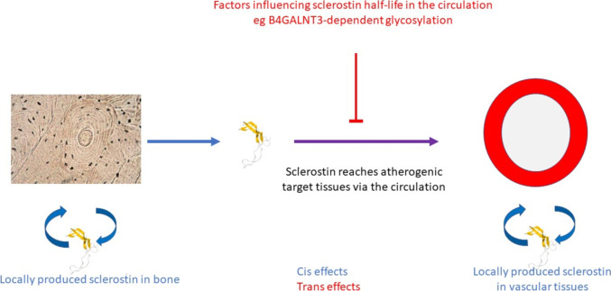 Sclerostin and Cardiovascular Disease.