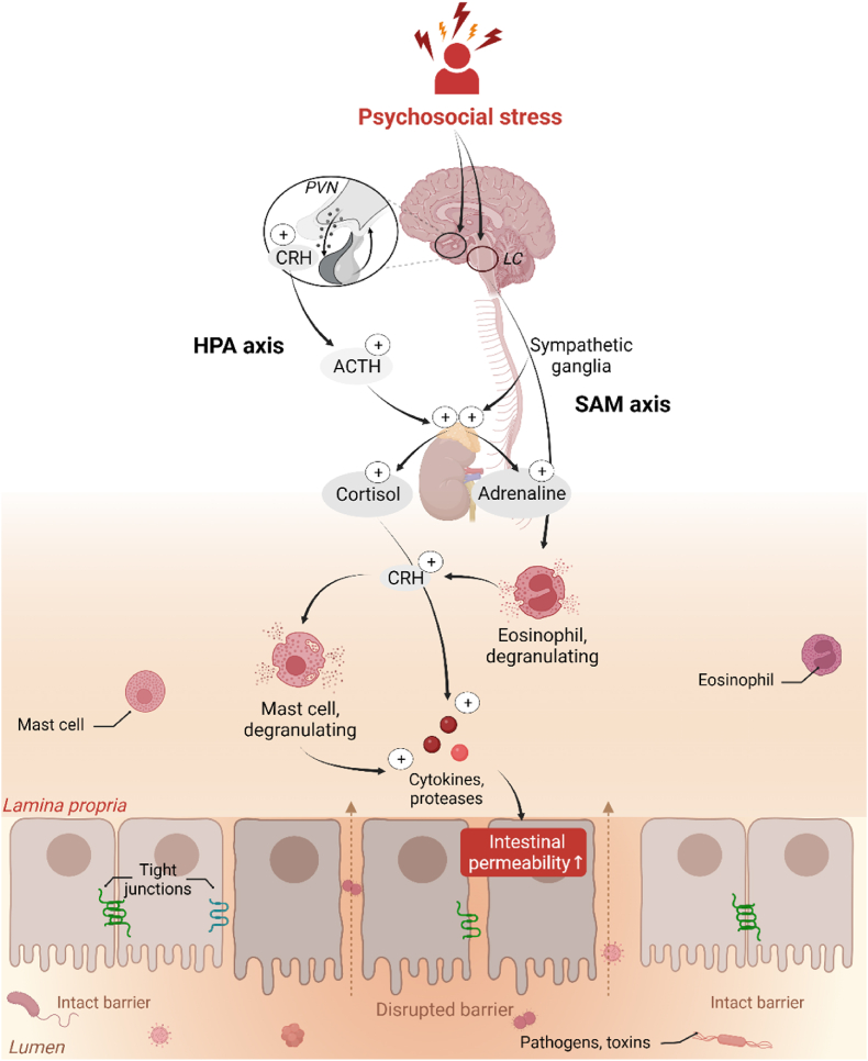 Psychosocial stress-induced intestinal permeability in healthy humans: What is the evidence?